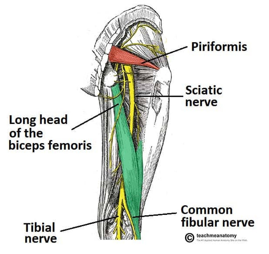Diagram 4: Posterior thigh anatomy highlighting hamstrings and sciatic nerve pathway.